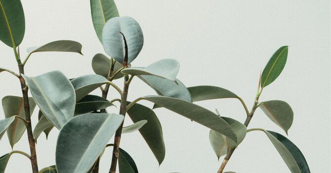 Lymphatic Focused Flow