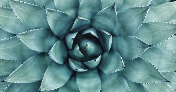 Lymphatic Focused Flow