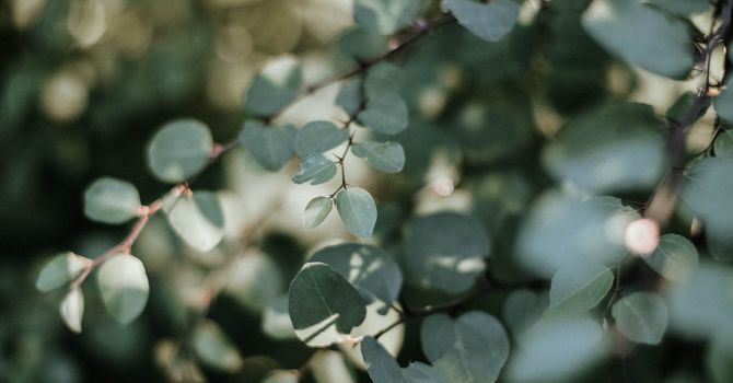 Lymphatic Focused Flow